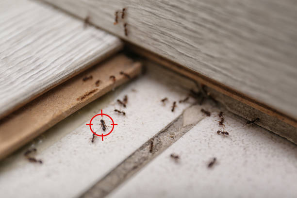 Pest Control for Restaurants in Powell, AL